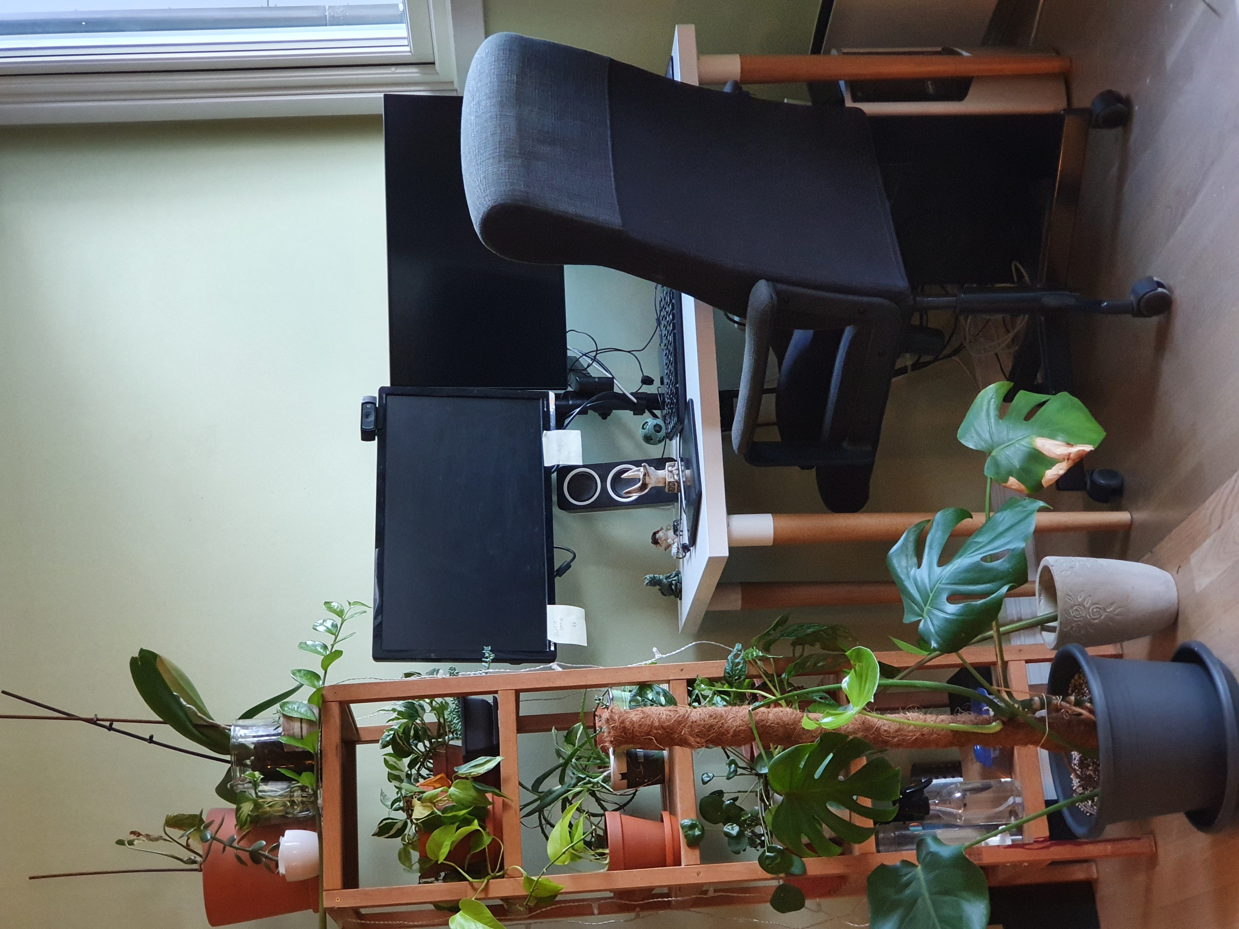 Et skrivebord med to skjermer og masse planter